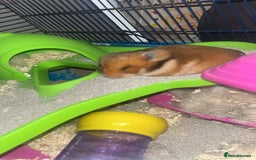 Hamster rodents for sale: hamster and big hamster cage  - Image 3