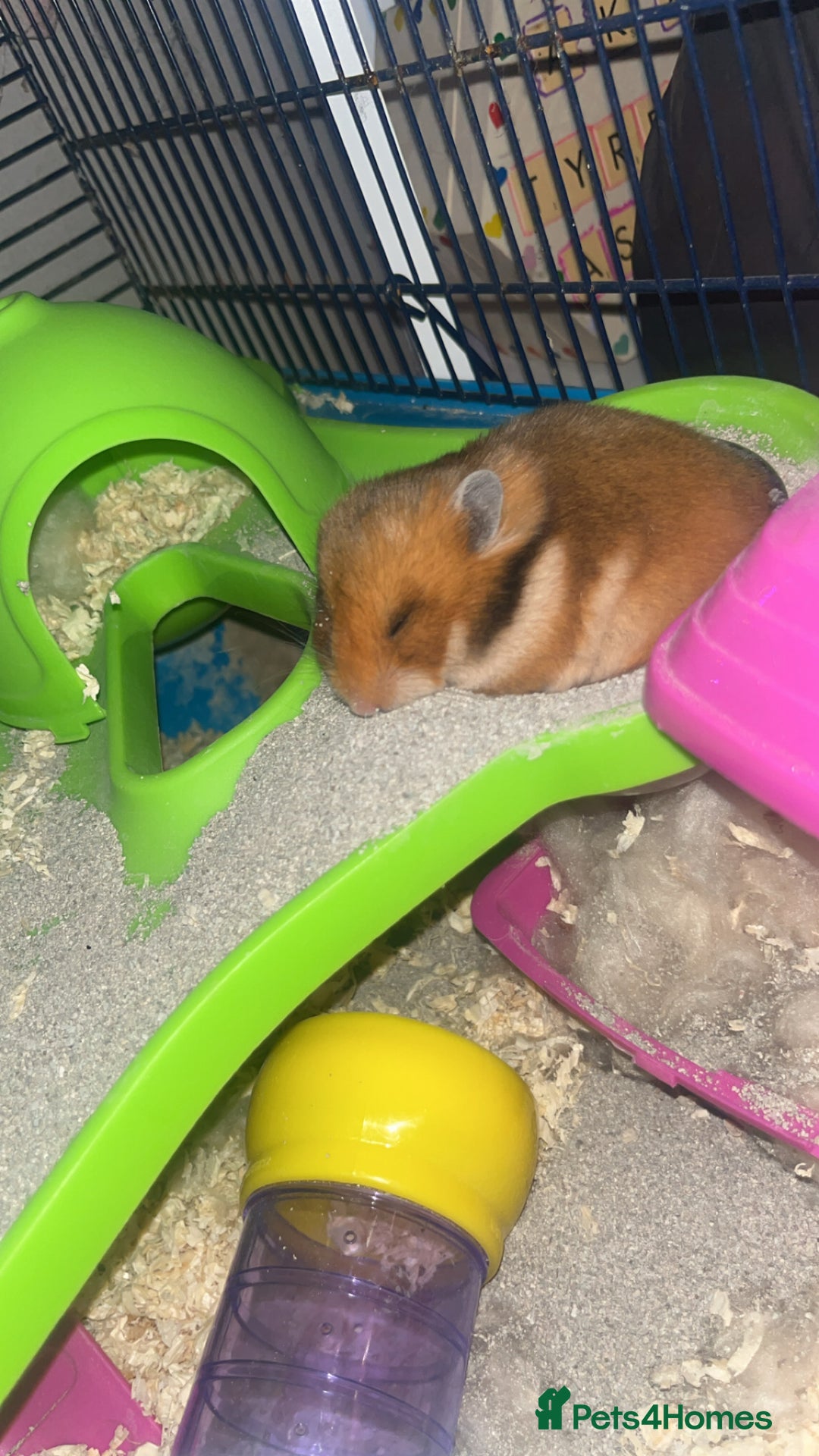 Hamster rodents for sale: hamster and big hamster cage  - Image 3