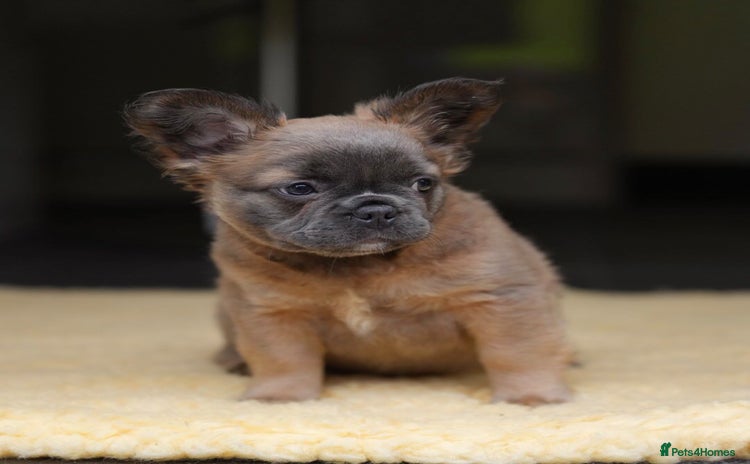 French Bulldog dogs - Advert 4