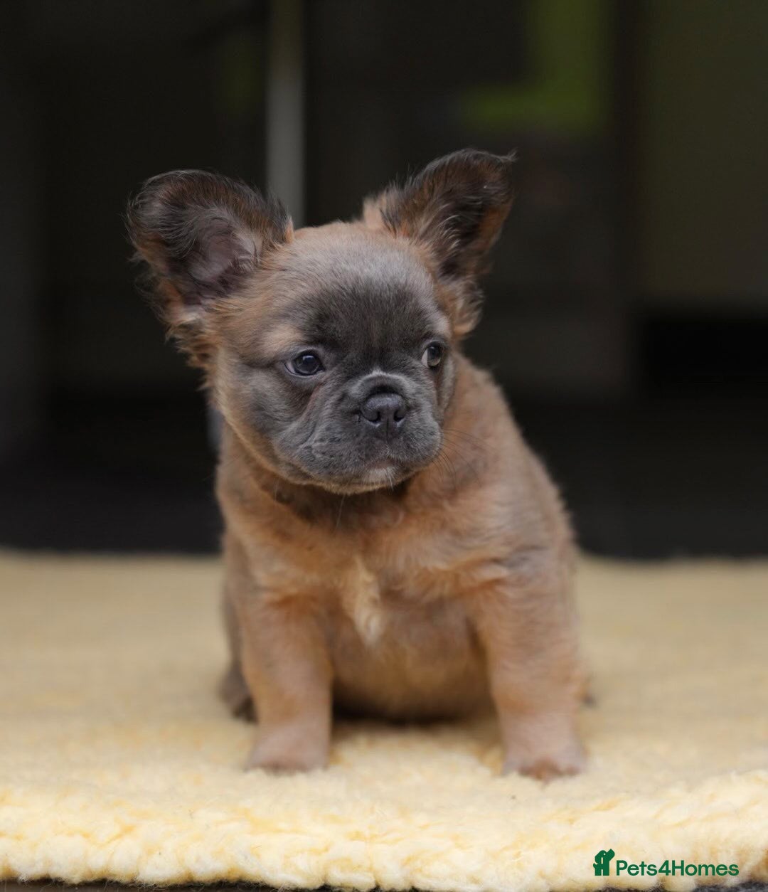 French Bulldog dogs for sale: Fluffy French Bulldog Puppies FOR SALE -  - Image 1