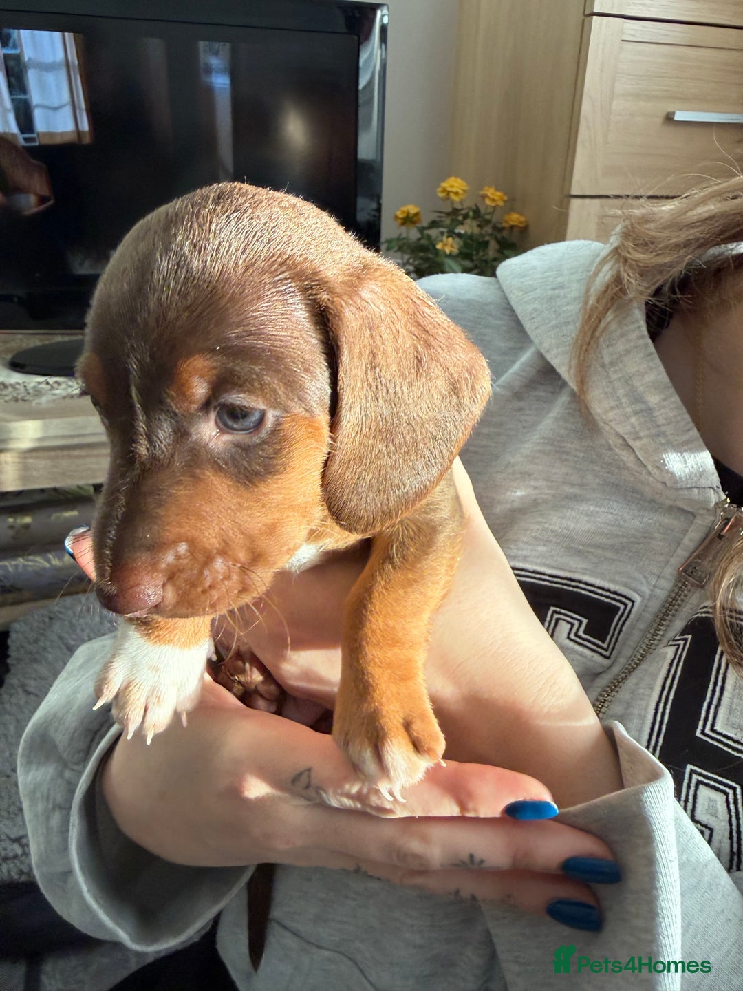 Miniature Dachshund dogs for sale: Miniature Dachshund's   - Advert 24