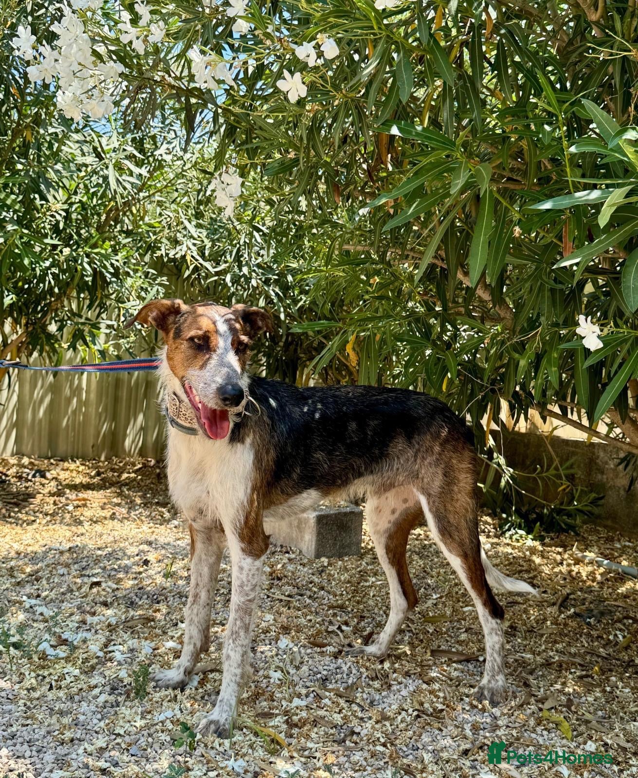 Mixed Breed dogs for adoption: 🐶Benji ,  the perfect pack companion 😍  - Advert 1