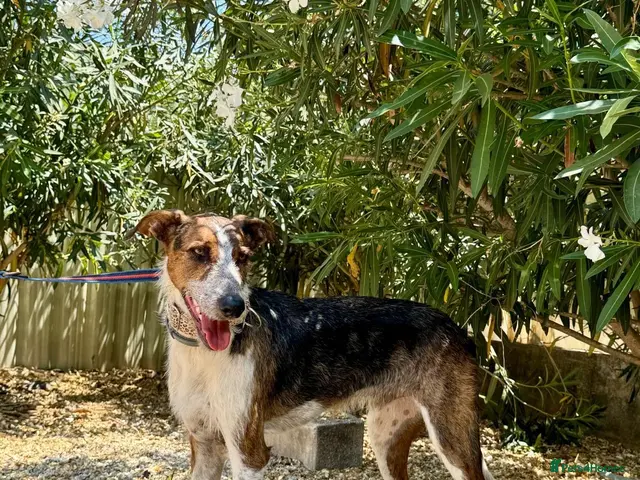Mixed Breed dogs for adoption: 🐶Benji , the perfect pack companion 😍 - Advert 1
