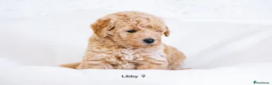 Libby