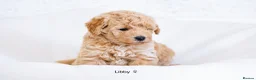 Labradoodle dogs for sale: Multi Gen Mini Labradoodle Puppies in Peebles - Advert 10