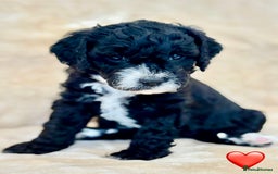Cockapoo dogs for sale: 🐾 Gorgeous F2 Cockapoo Puppies 🐾 - Image 16