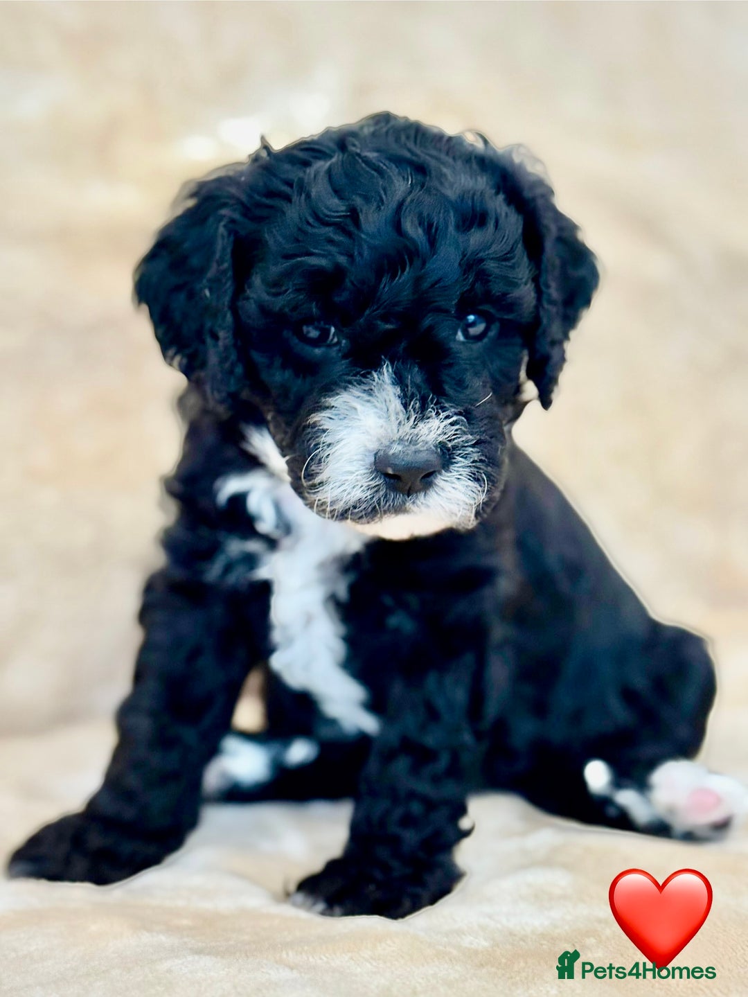 Cockapoo dogs for sale: 🐾 Gorgeous F2 Cockapoo Puppies 🐾 - Image 16