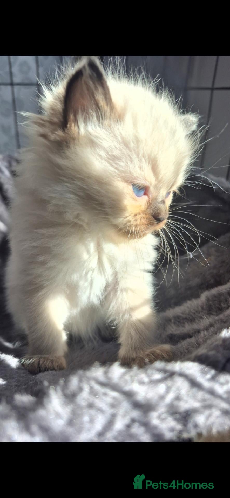 Ragdoll cats seal point & chocolate Ragdoll kittens - Advert 11