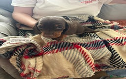 Miniature Dachshund dogs for sale: Miniature dachshund  - Image 5