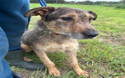 Mixed Breed dogs for adoption: Dana (2) Norwich Norfolk  - Image 2