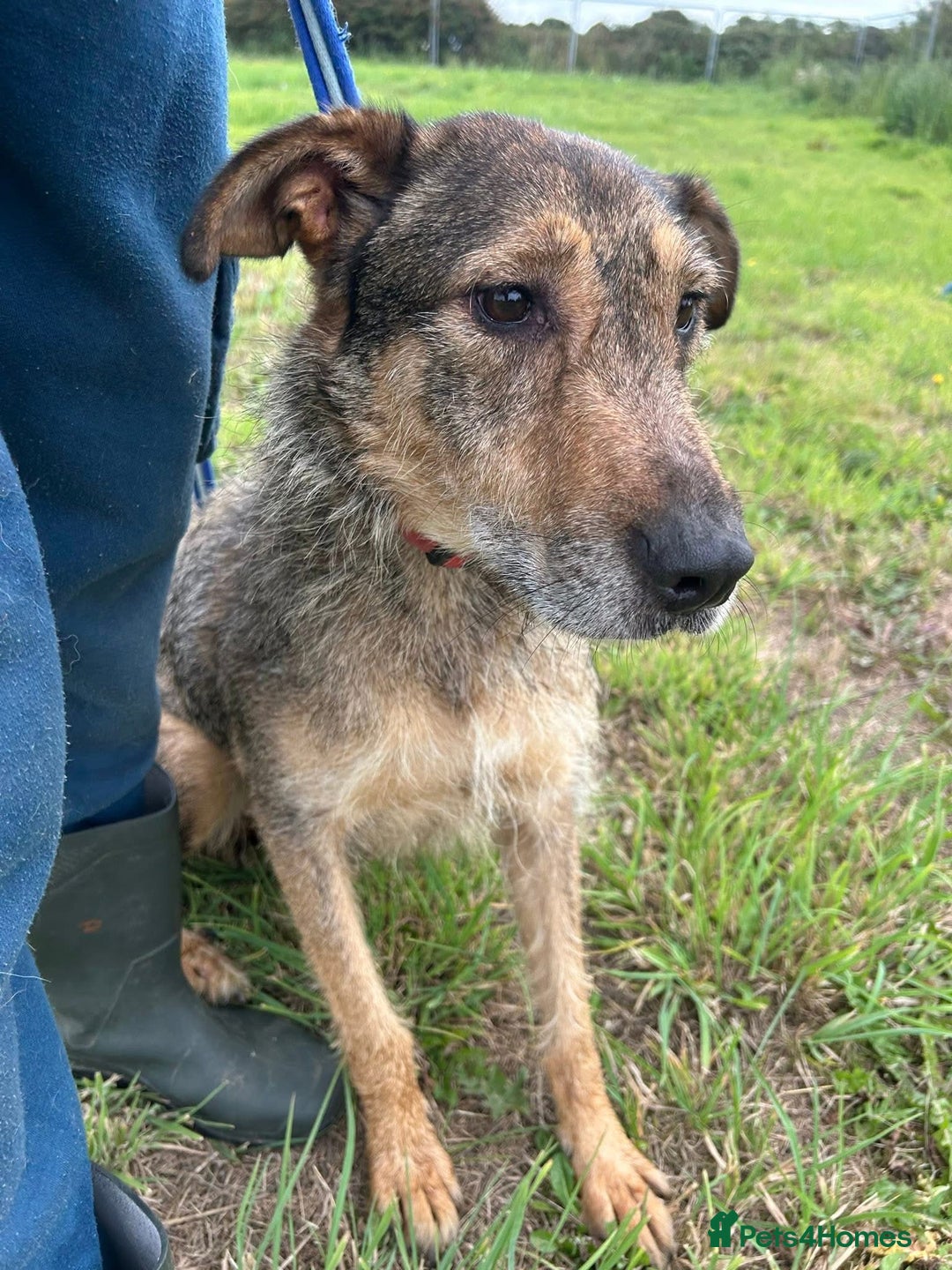 Mixed Breed dogs for adoption: Dana (2) Norwich Norfolk  - Image 2