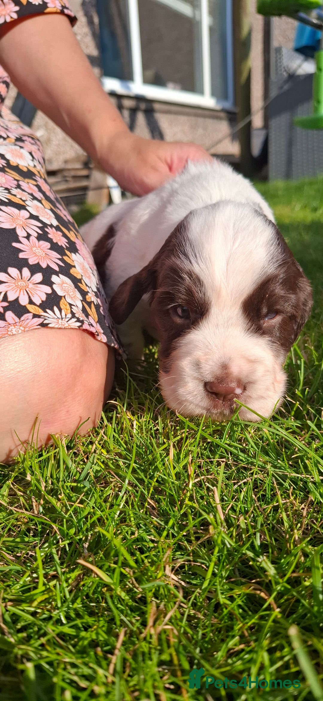 Sprocker dogs for sale: Sprocker puppies  - Image 5