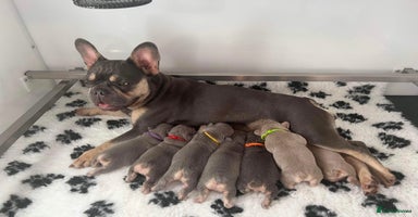 French Bulldog dogs in Sheerness - Advert 7