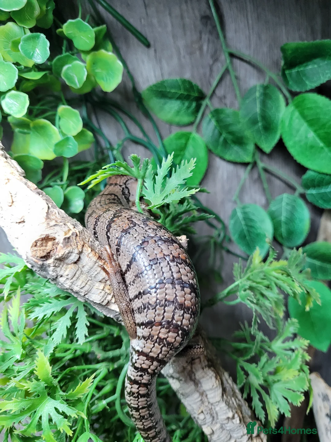 Skink reptiles for sale: Pink tongue skinks £250 each - Advert 1