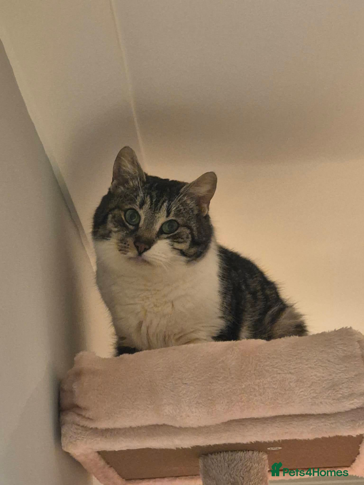 Mixed Breed cats for adoption: Mercury for adoption - Advert 6