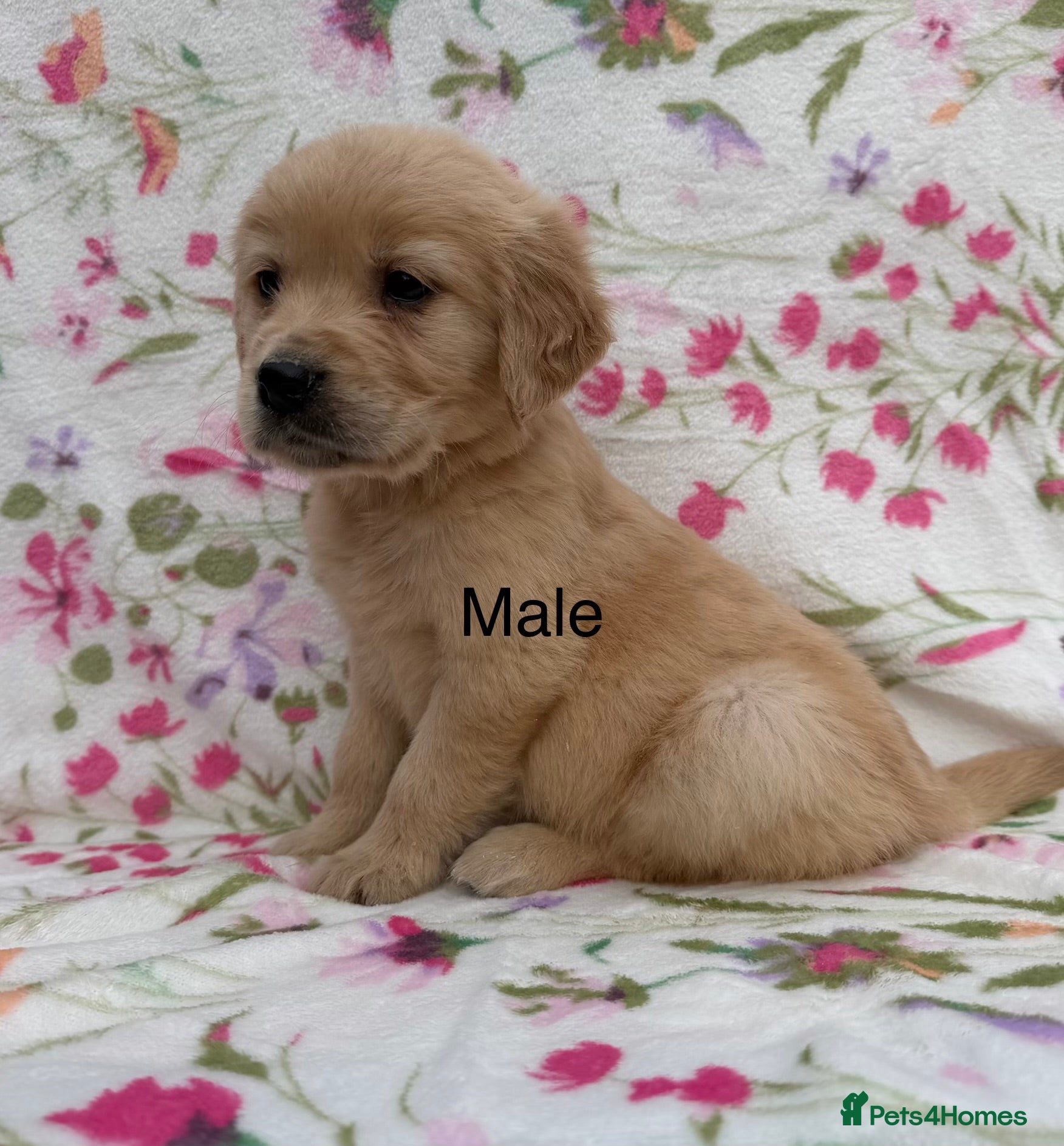 Golden Retriever dogs Fully health tested golden retriever puppies - Advert 2