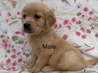 Golden Retriever dogs Fully health tested golden retriever puppies - Advert 2