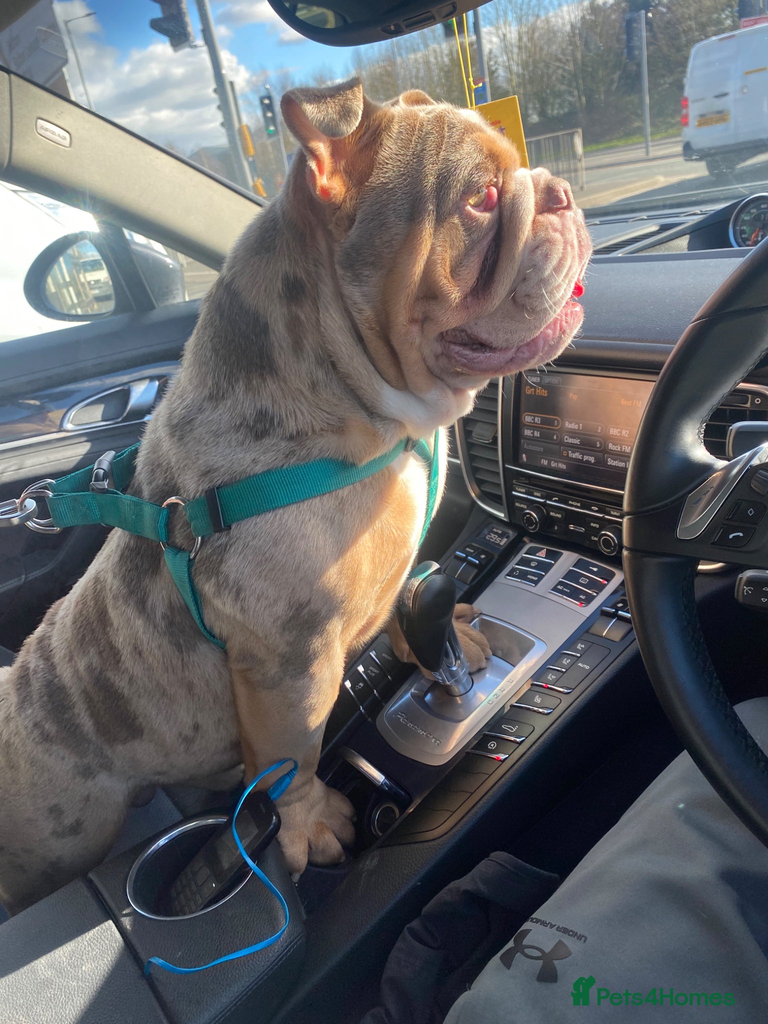 English Bulldog dogs English bulldog stud £250 - Advert 1
