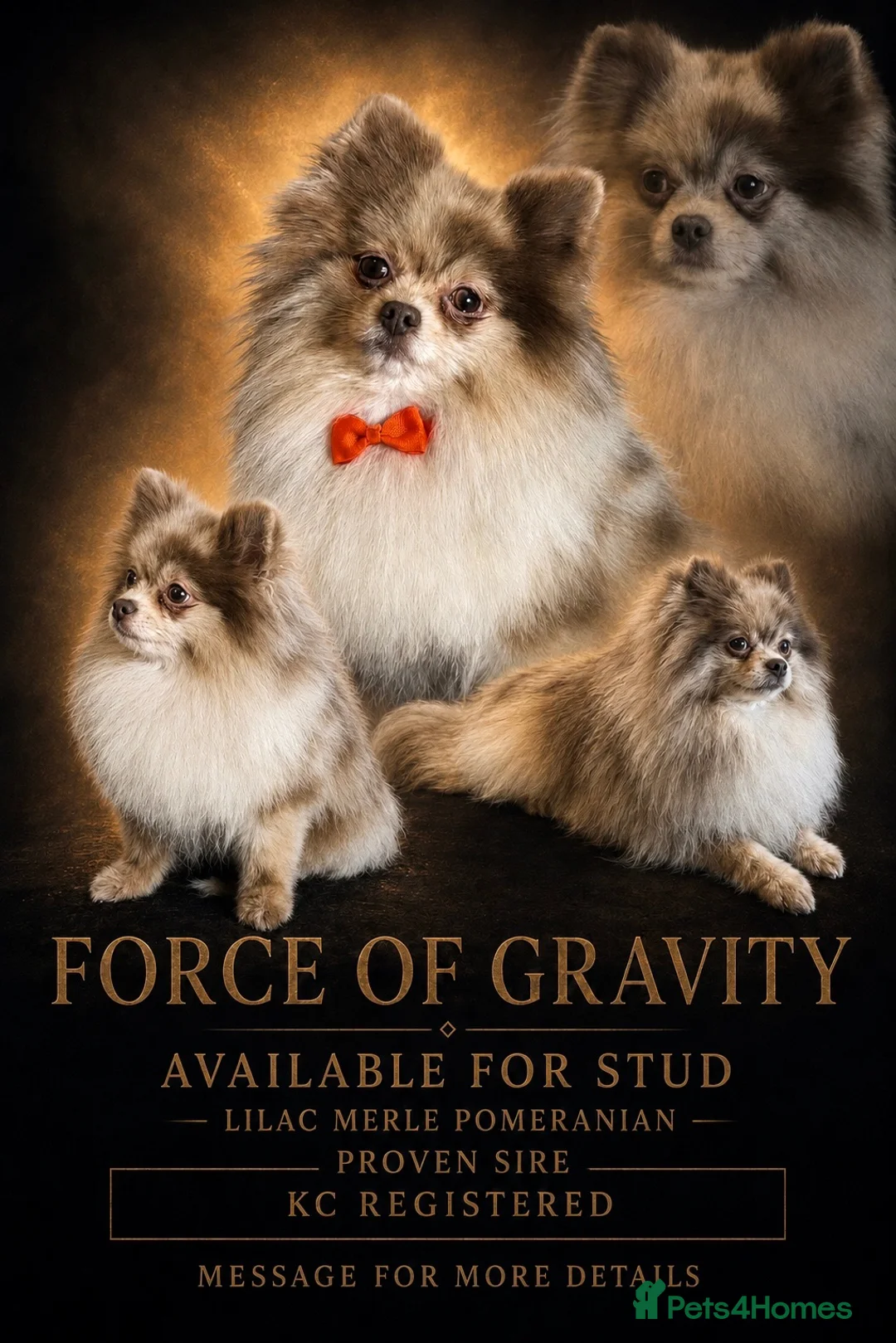 Pomeranian dogs for stud: Lilac Merle KC Pomeranian STUD - Advert 1
