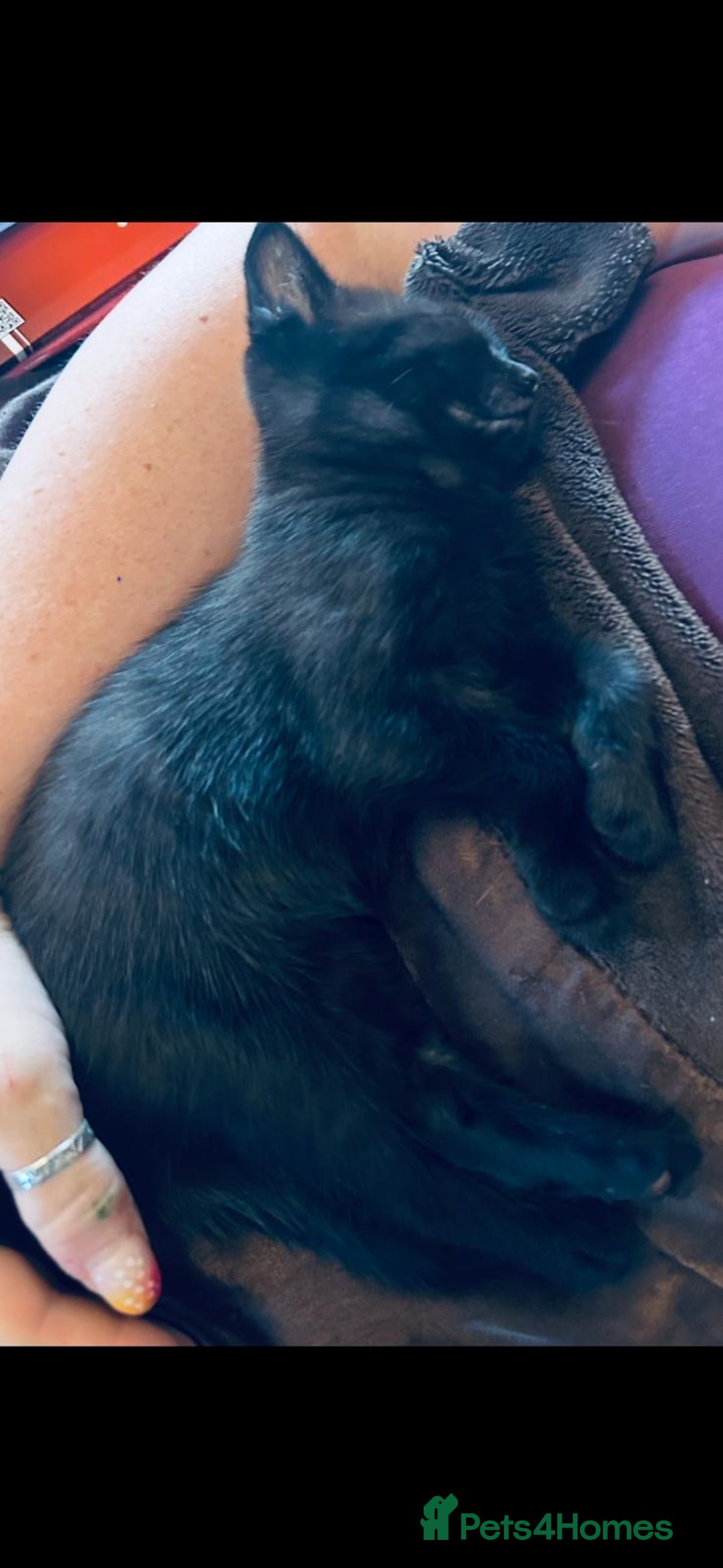 British Shorthair cats for sale: 4 British Shorthair kittens, 3 Tuxedo and 1 black - Image 12
