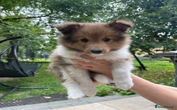 Shetland Sheepdog dogs for sale: Shetland Sheepdog/Sheltie puppy - Image 6