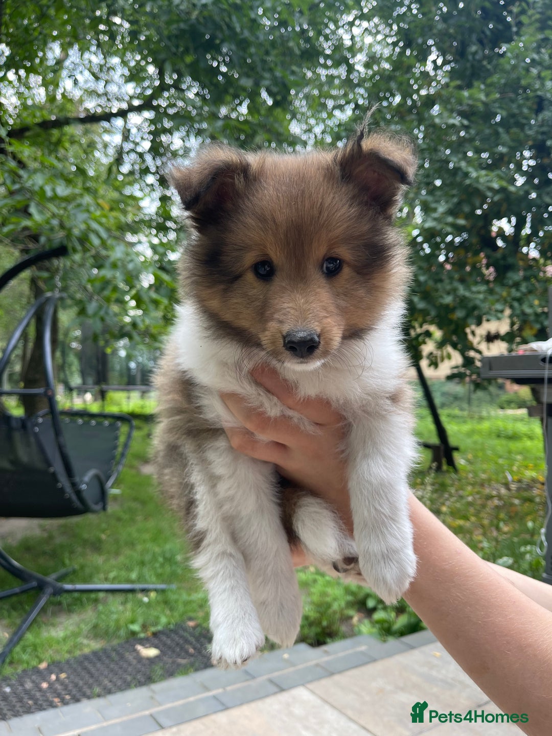 Shetland Sheepdog dogs for sale: Shetland Sheepdog/Sheltie puppy - Image 6