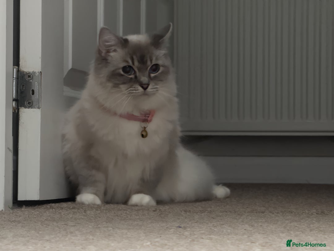 Ragdoll cats for sale: Female Ragdoll Cat for Sale (Urgent Rehoming) - Advert 4