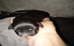Sprocker dogs for sale: 6 beutiful sprocker pups  - Image 4