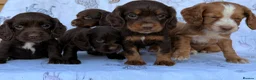 Cocker Spaniel dogs for sale: Working Type Cocker Spaniel puppies in Faringdon - Advert 10