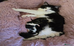 Ragdoll cats for sale: Fluffy kittens Ragdoll x - Image 11