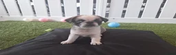 Pug dogs for sale: Rare panda pugs - Advert 13