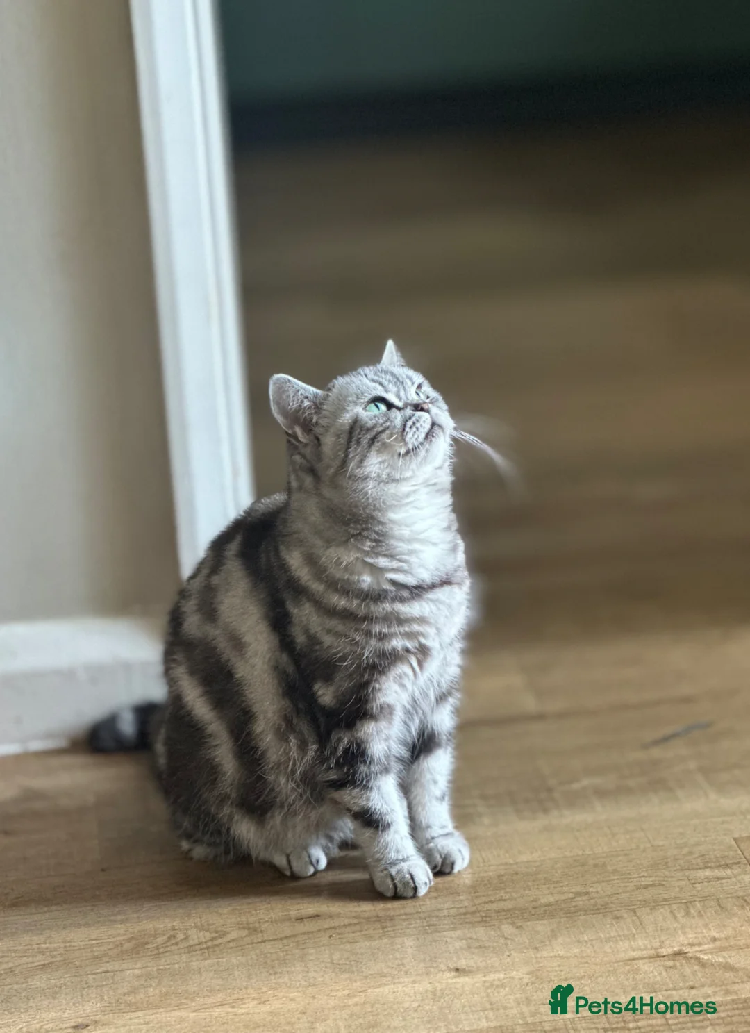 British Shorthair cats for sale: Silver Tabby British Shorthair in Haywards Heath - Advert 2