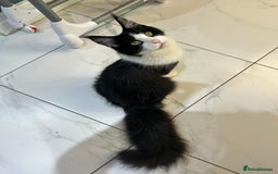 Maine Coon cats for sale: LAST GORGEOUS GIRL - Image 12