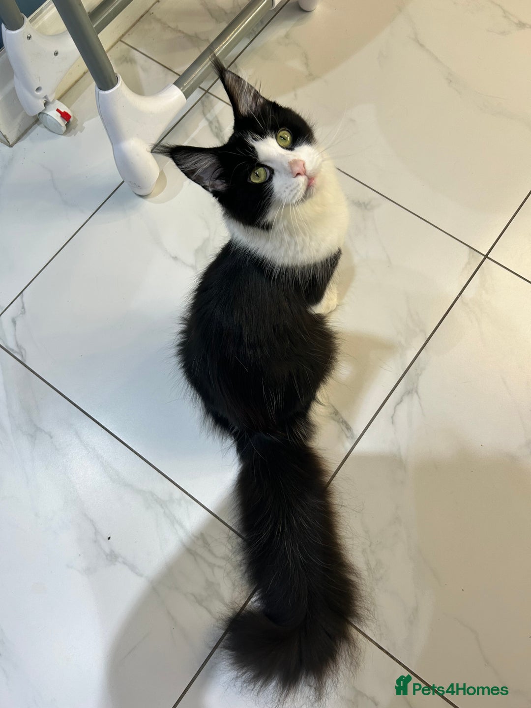 Maine Coon cats for sale: LAST GORGEOUS GIRL - Image 12