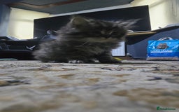 Ragdoll cats for sale: Ragdoll Kittens For Sale - Image 13