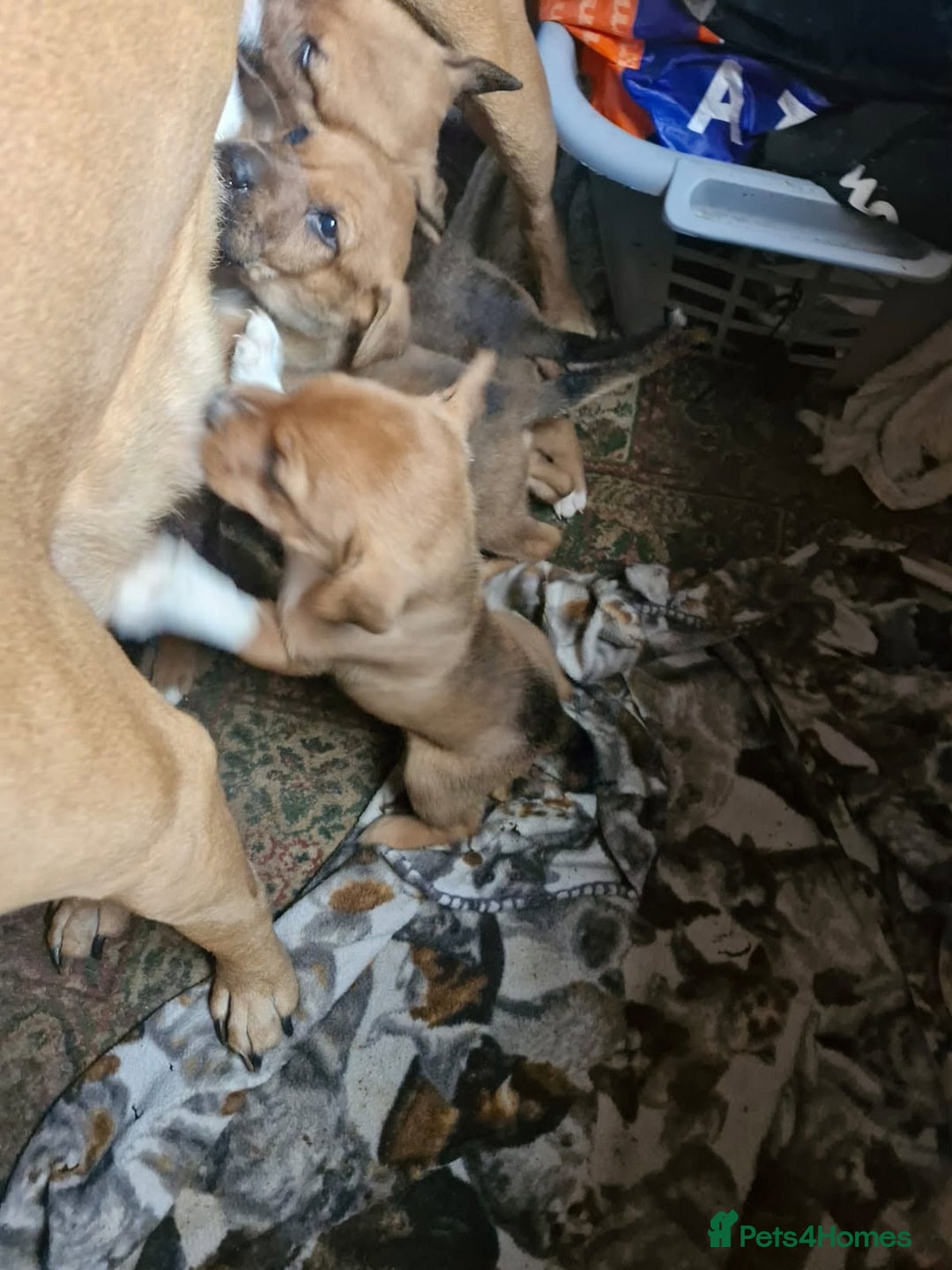 Mixed Breed dogs for sale: English mastiff x border collie puppies - Advert 9