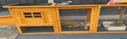 Lionhead rabbits for sale: Free - 2 boy rabbits, hutch and travel carrier in Solihull - Advert 4