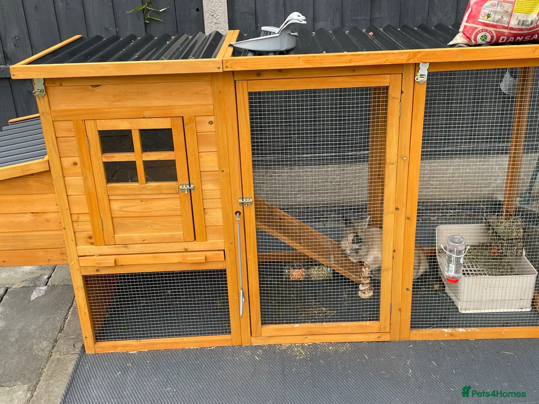 Lionhead rabbits for sale: Free - 2 boy rabbits, hutch and travel carrier in Solihull - Advert 4