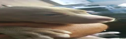 American Bully dogs for sale: American pocket bully puppies - Advert 32