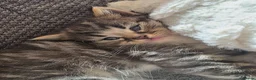 British Longhair cats for sale: Beautiful British long haired kittens - Advert 22