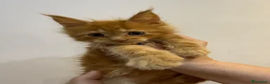 Maine Coon 2