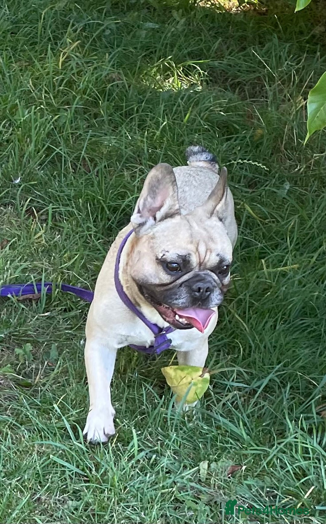 French Bulldog dogs for sale: KC REGISTERED HEALTH TESTED FRENCH BULLDOG  - Image 4