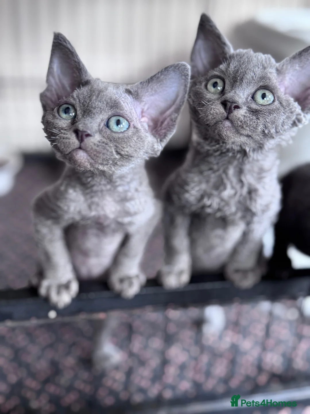 Devon Rex cats for sale: 3 Fabulous pedigree girls - Advert 2