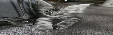 Maine Coon tica reg