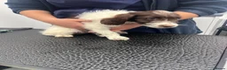 Cockapoo dogs for sale: Last couple of F1s - £450 merle, chocolate, Parti  - Advert 8
