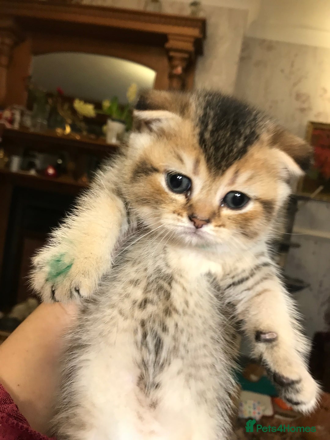 Scottish Fold cats for sale: 5 Scottish Fold Kittens for sale - Advert 20