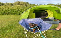 Dachshund dogs for sale: Male Dachshund for rehoming - Image 4