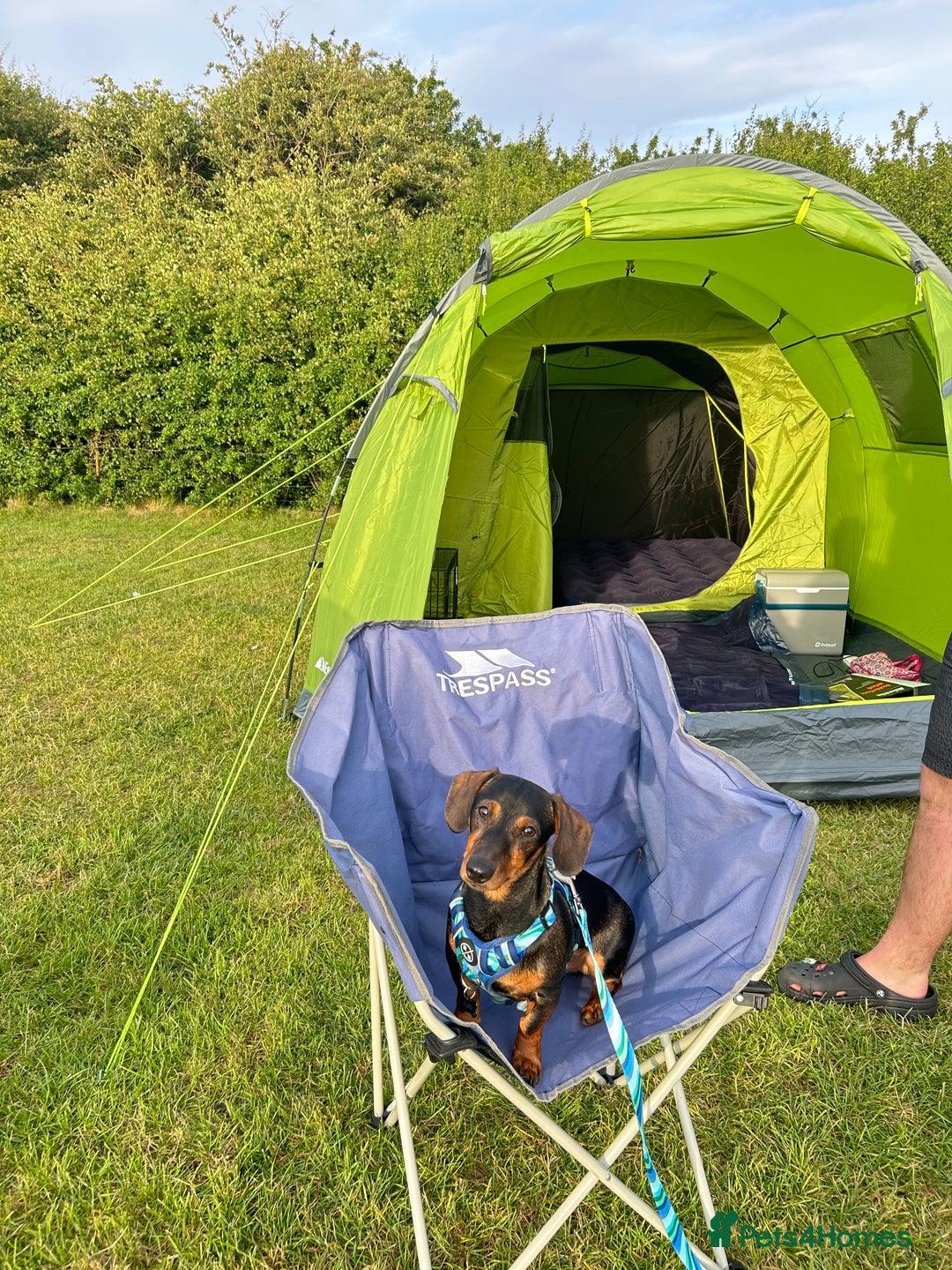 Dachshund dogs for sale: Male Dachshund for rehoming - Image 4