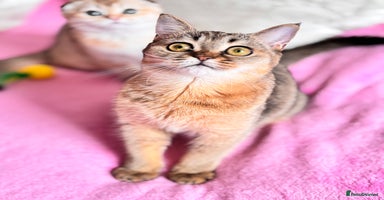 Scottish Fold cats High quality TICA pedigree kittens  - Advert 1