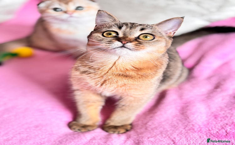 Scottish Fold cats High quality TICA pedigree kittens  - Advert 15